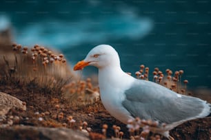 uma gaivota em pé em um penhasco rochoso à beira do oceano
