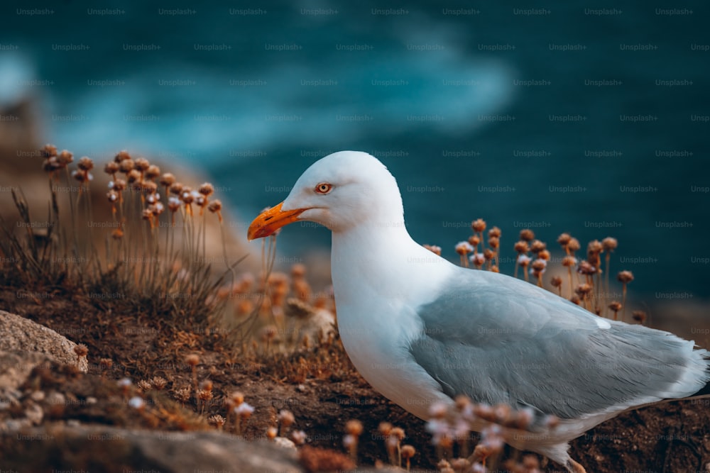 a seagull standing on a rocky cliff by the ocean