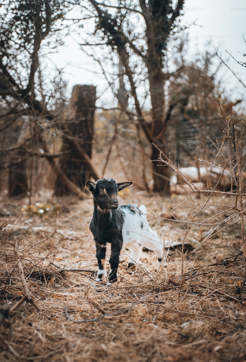 a black and white goat walking through a forest