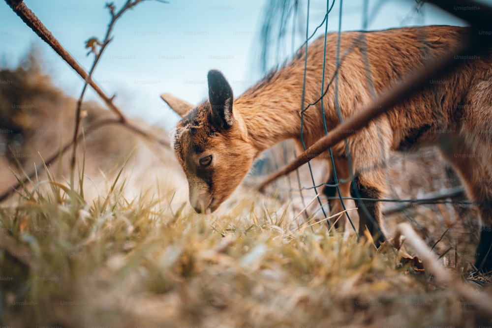 a small goat standing next to a wire fence