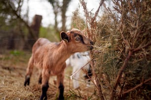 a small goat standing next to a bush