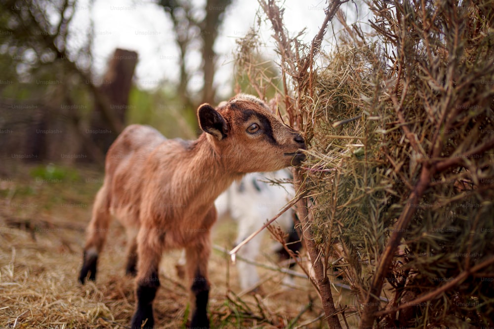 a small goat standing next to a bush