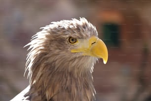 a close up of a bald eagle with a blurry background