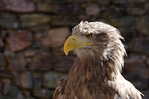 um close up de uma ave de rapina perto de um muro de pedra