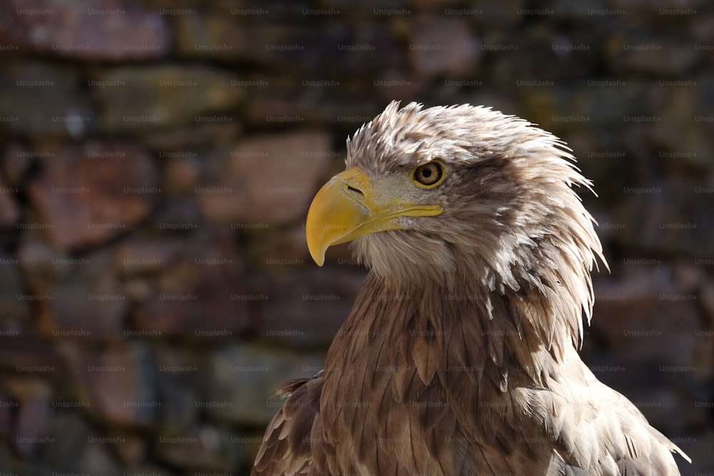 a close up of a bird of prey near a stone wall
