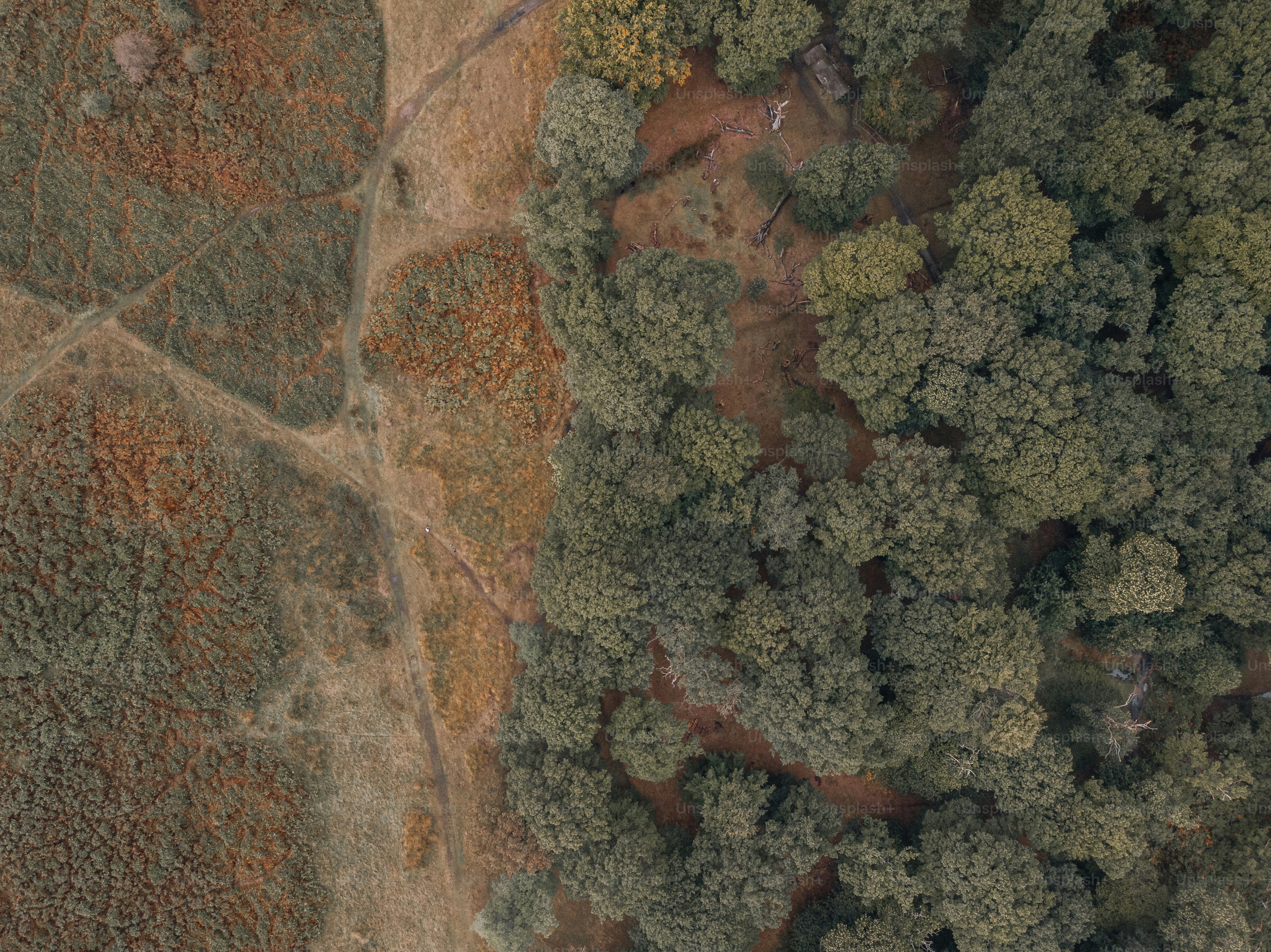 An aerial view of a field with trees photo – Uk Image on Unsplash