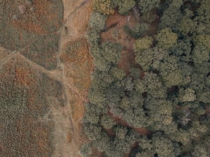uma vista aérea de um campo com árvores