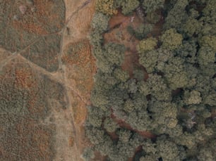 an aerial view of a field with trees