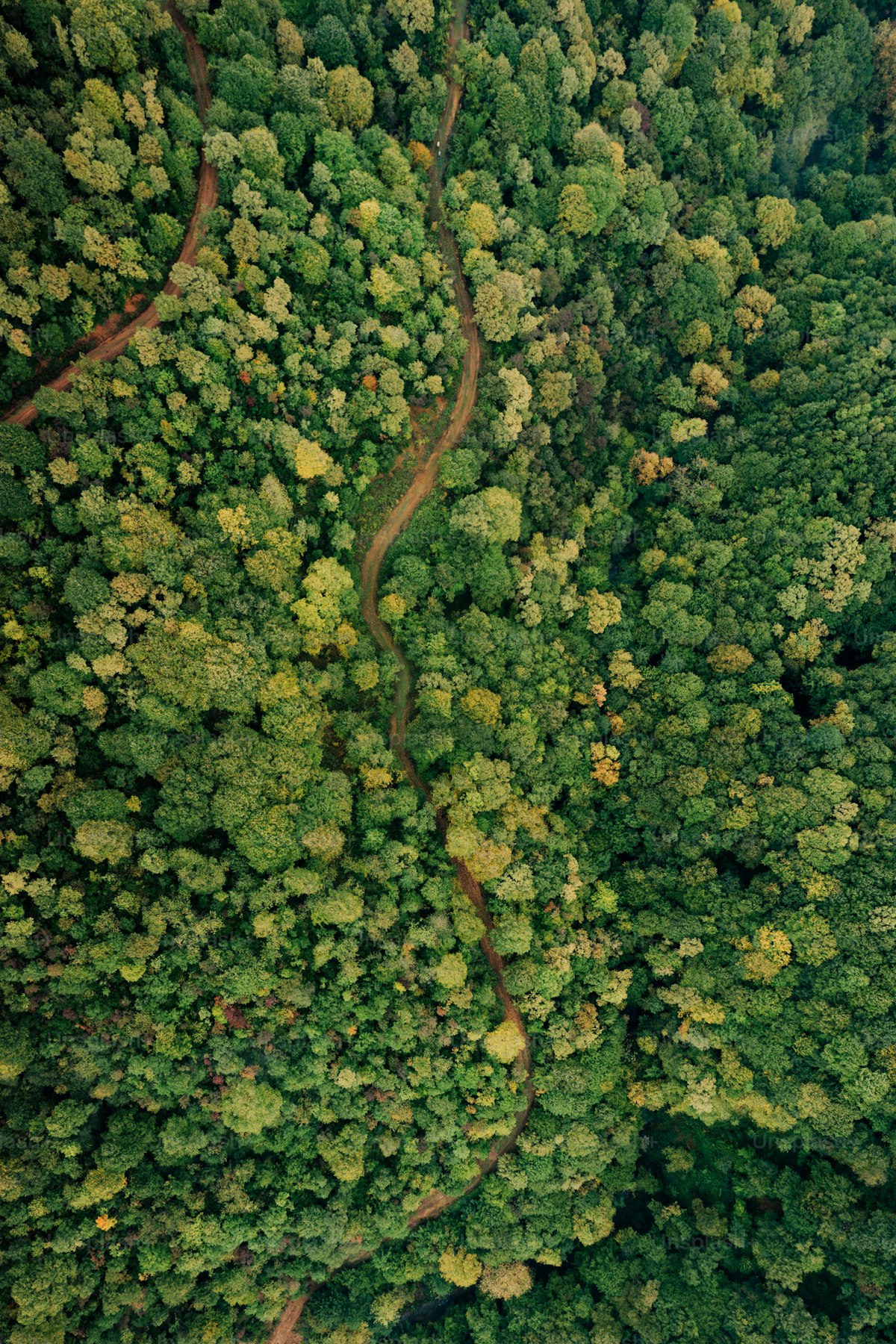 Aerial view of a lush green forest, dense woodland canopy from above