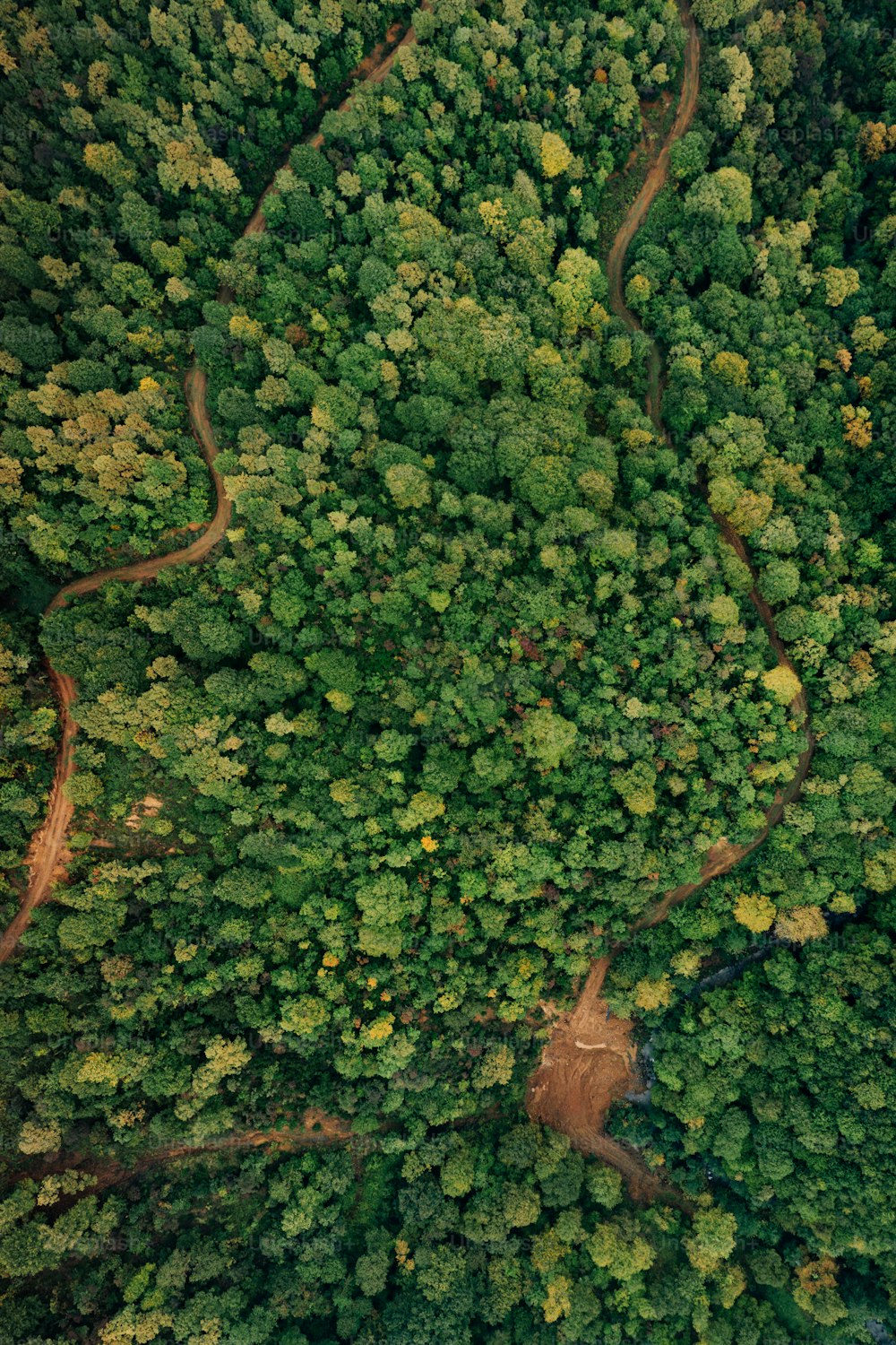 an aerial view of a forest with many trees