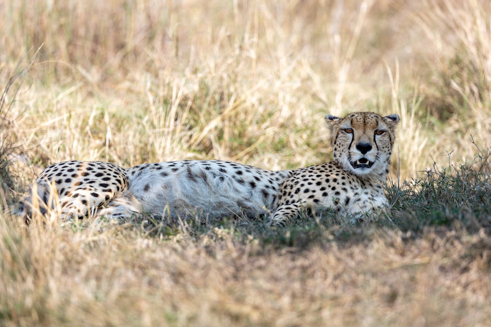 a couple of cheetah laying on top of a grass covered field