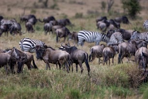 a herd of zebra and wildebeest grazing in a field