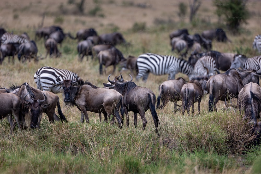 a herd of zebra and wildebeest grazing in a field