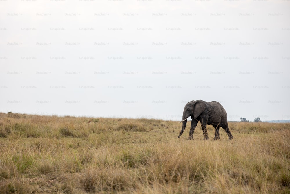 a large elephant walking across a dry grass field