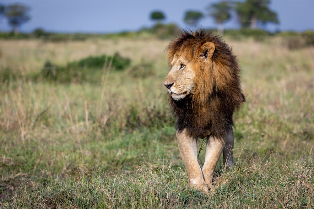 Un leone che cammina attraverso un campo coperto di erba