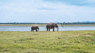 um par de elefantes que estão de pé na grama