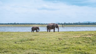 a couple of elephants that are standing in the grass