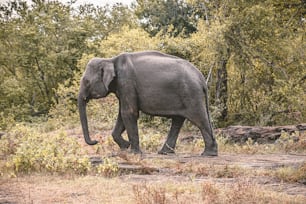 Un gran elefante caminando por un exuberante bosque verde