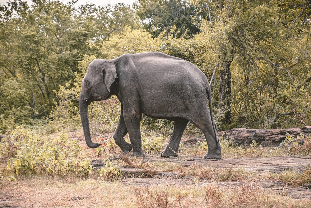a large elephant walking through a lush green forest