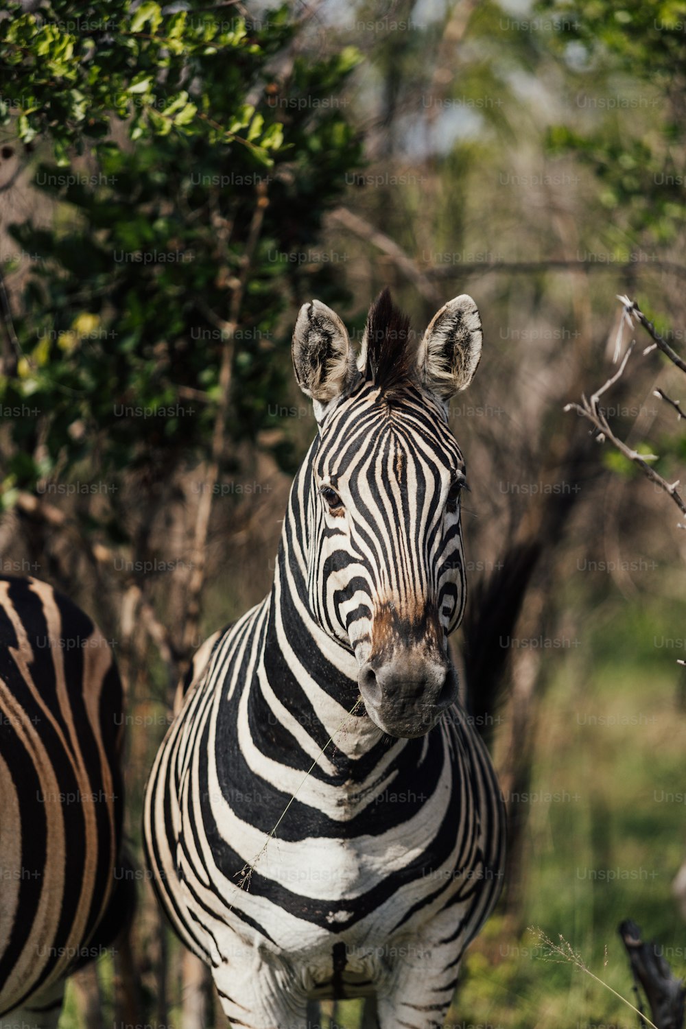um par de zebras de pé um ao lado do outro