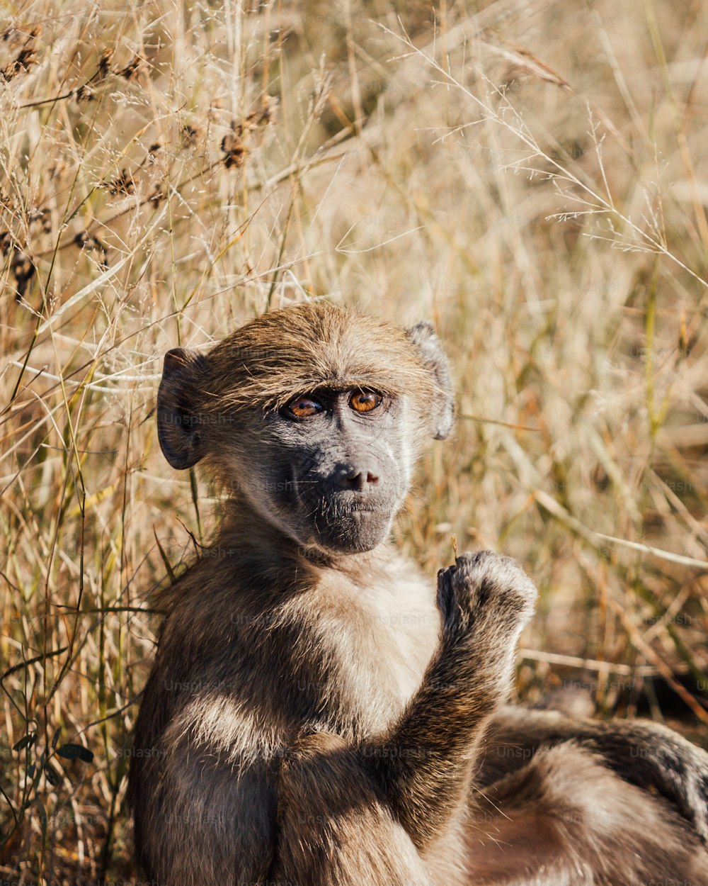 a monkey sitting in the middle of a field
