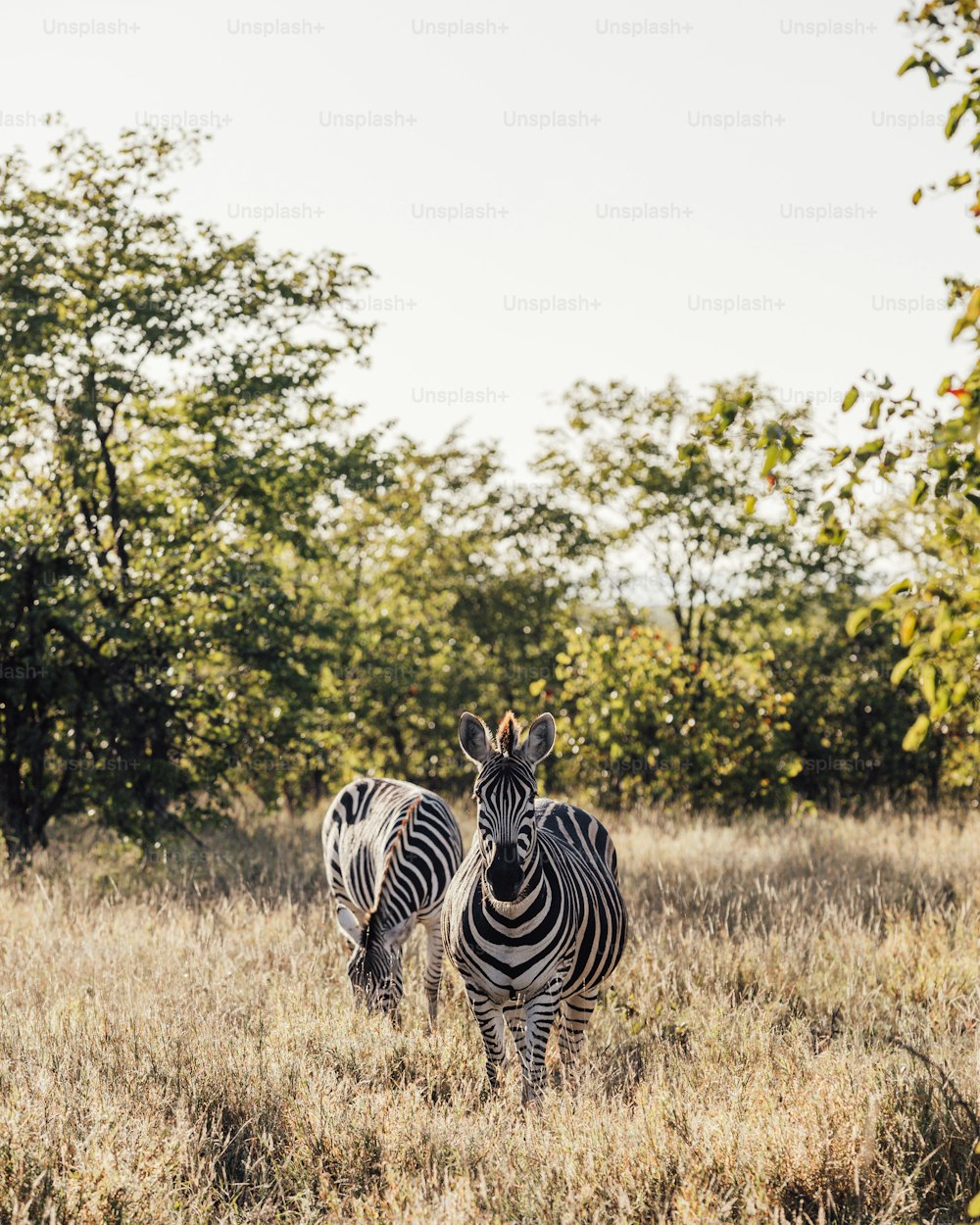 two zebras standing in a field with trees in the background