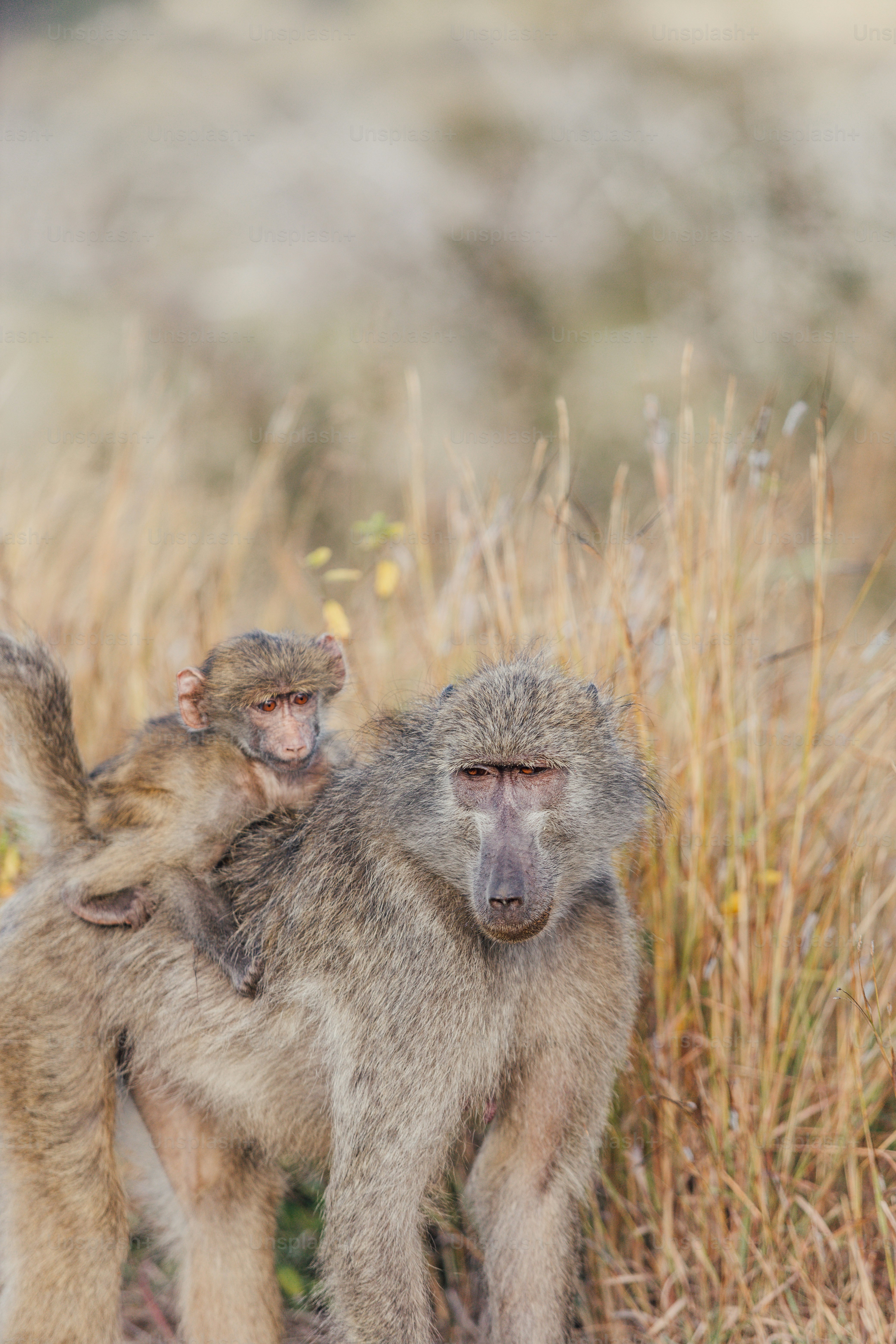 ein paar Affen, die im Gras stehen