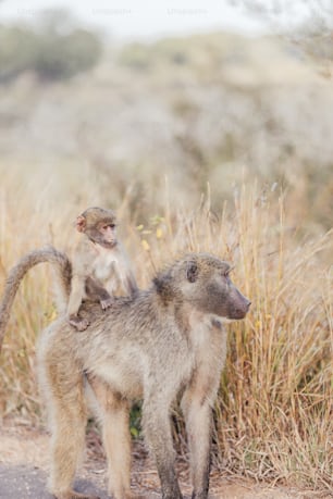 a monkey sitting on the back of another monkey