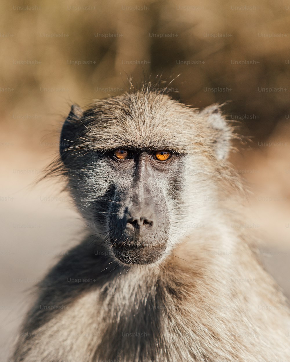 um close up de um macaco com um fundo desfocado