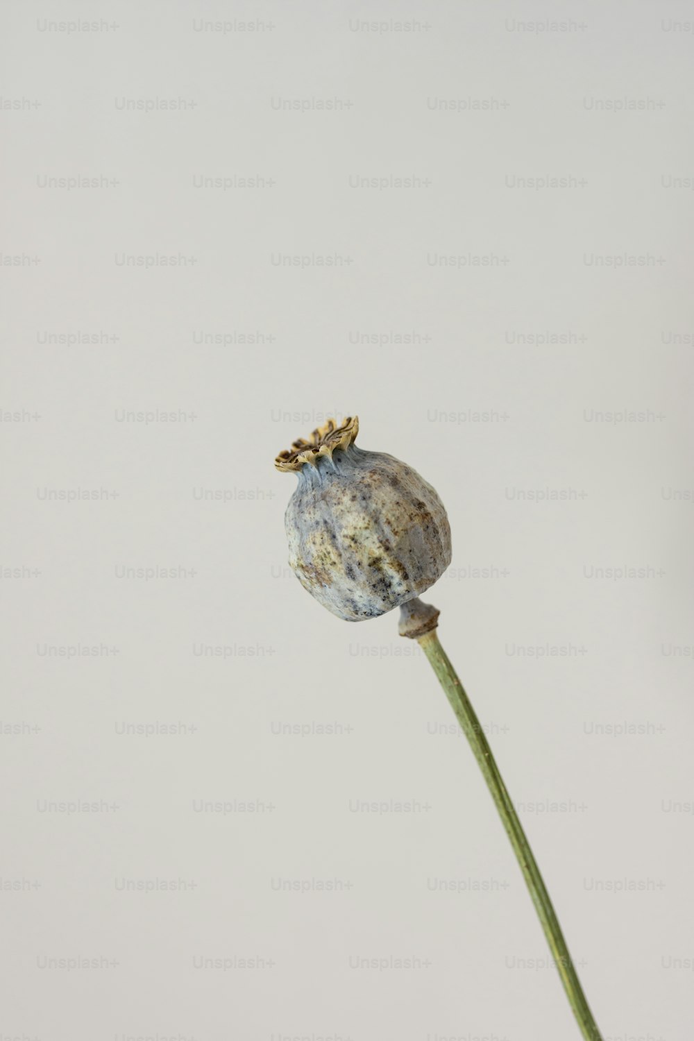 a close up of a flower with a white background