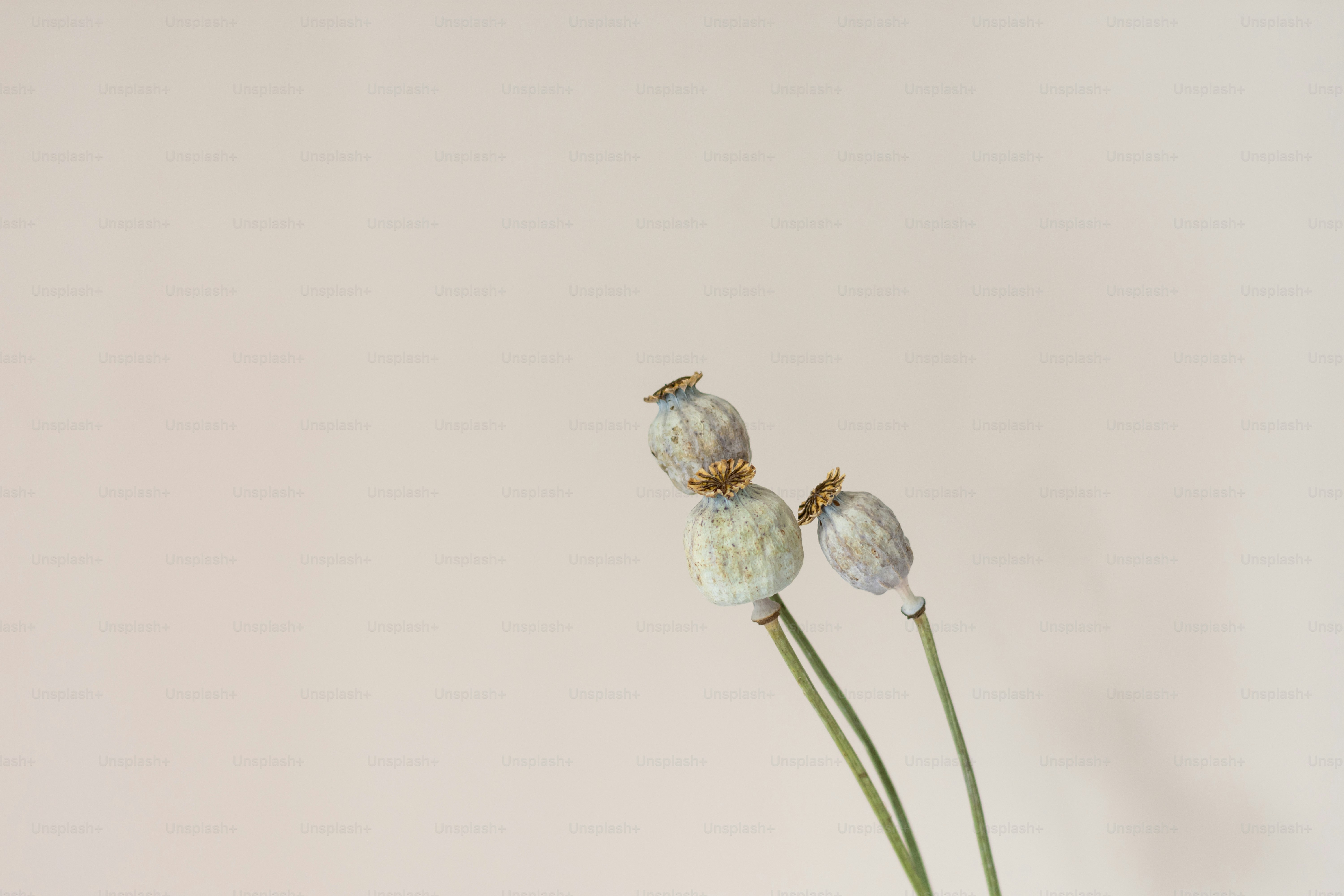 a white vase with three white flowers in it