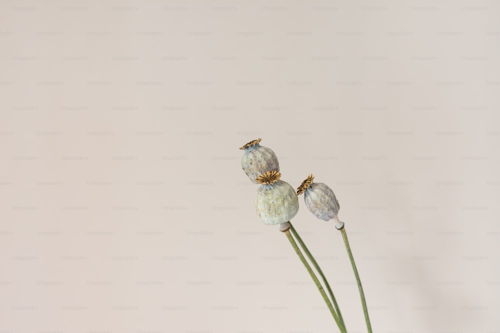 세 개의 흰색 꽃이 들어있는 흰색 꽃병