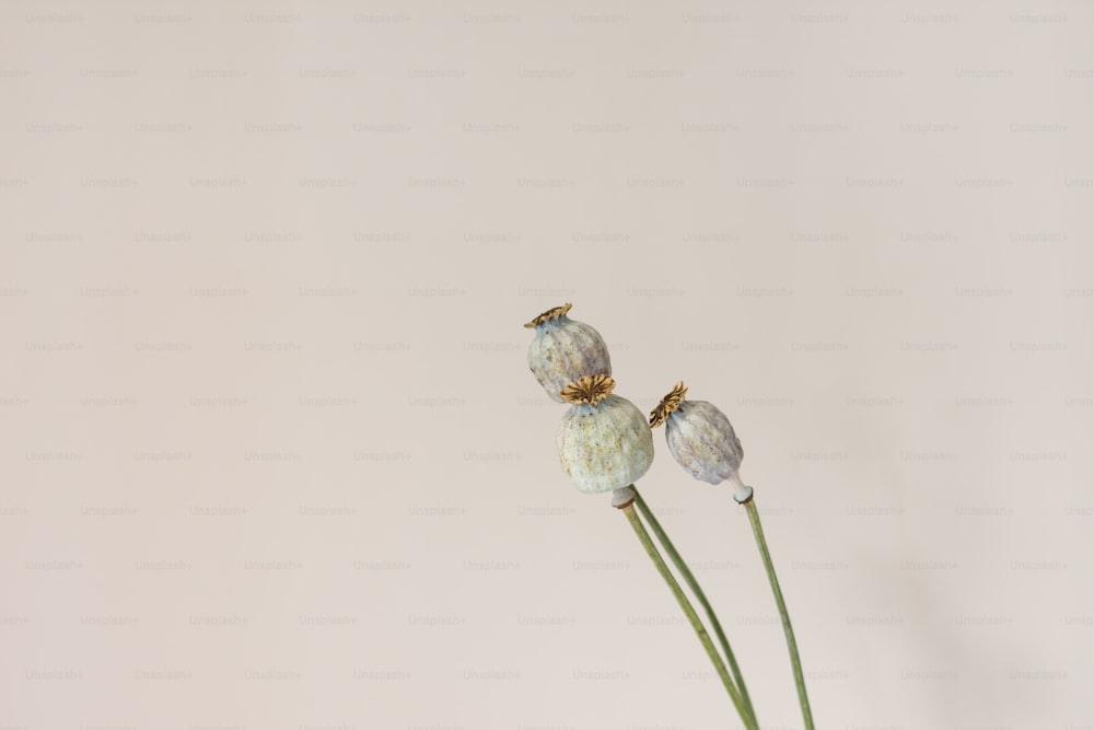 a white vase with three white flowers in it