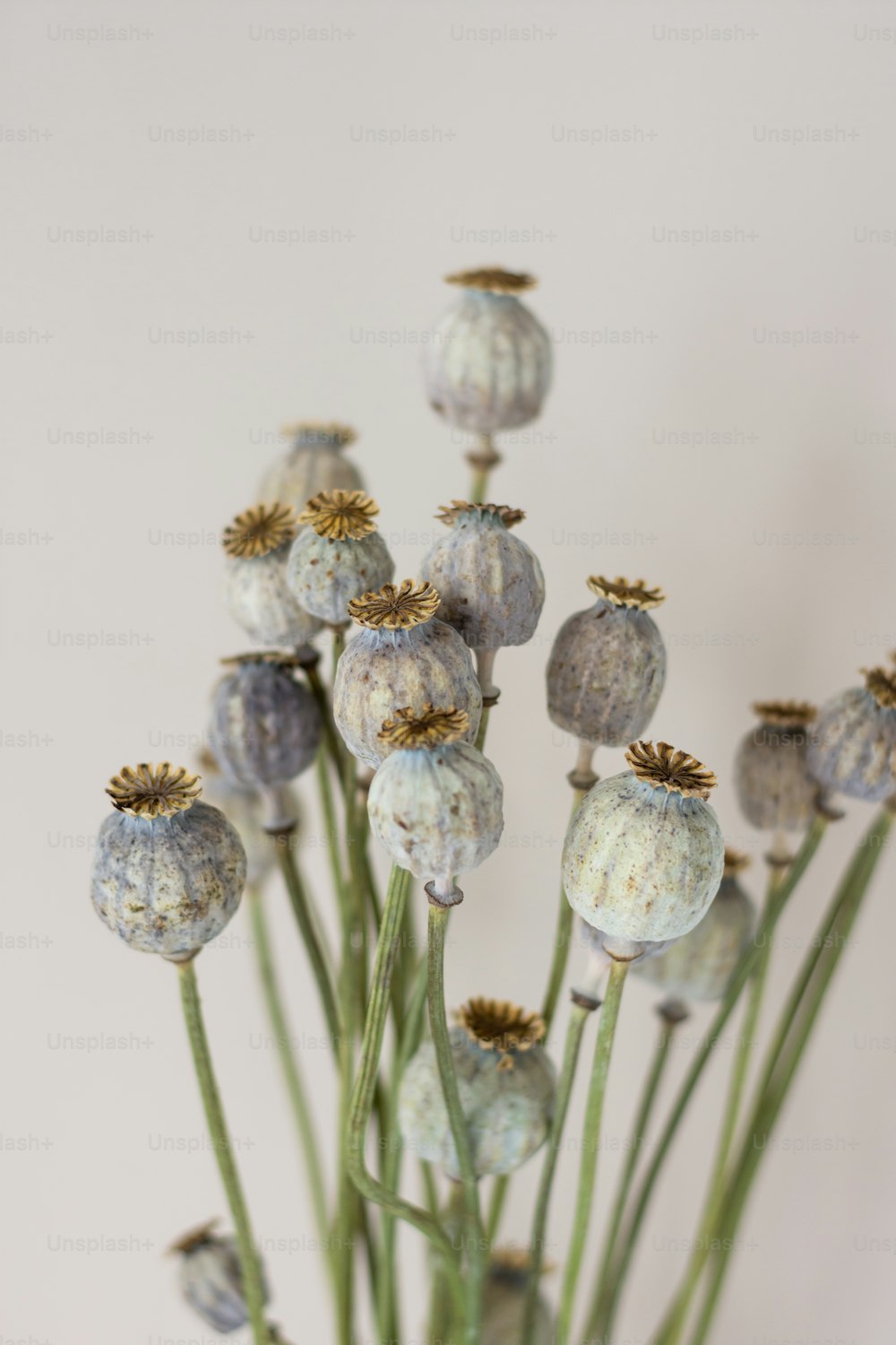 a vase filled with lots of flowers on top of a table