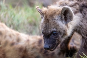 a baby hyena is looking at the camera
