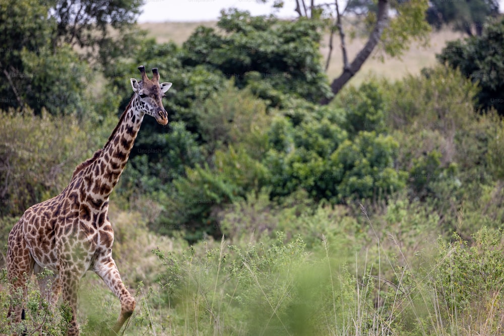 a giraffe walking through a lush green field