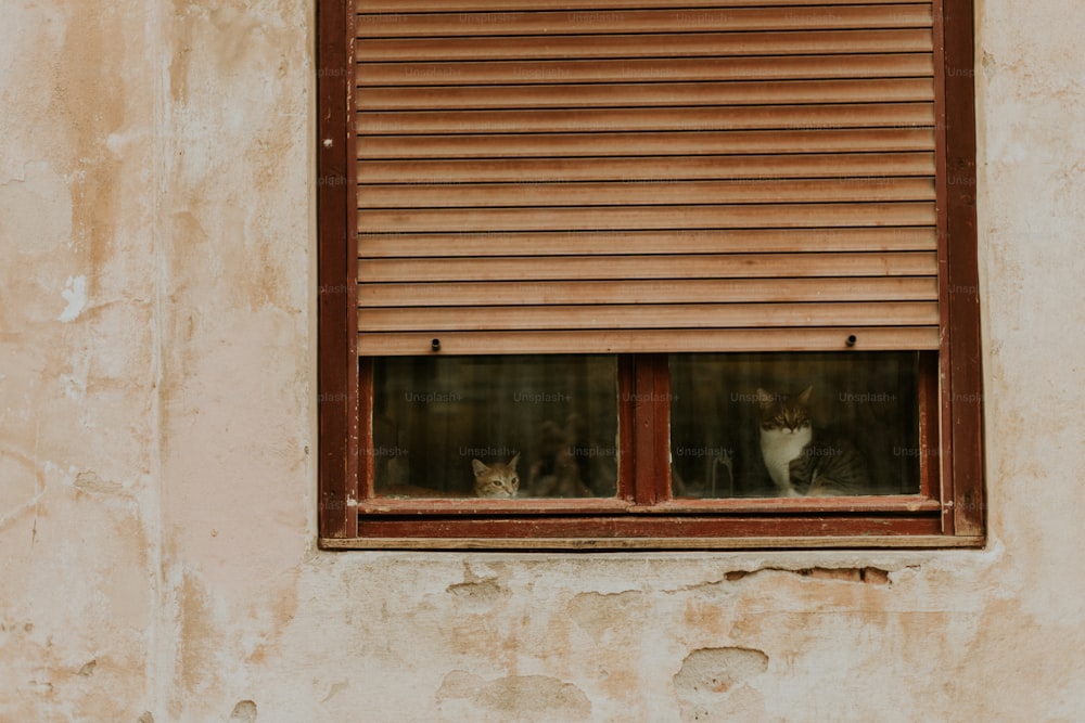 a couple of cats sitting in a window sill