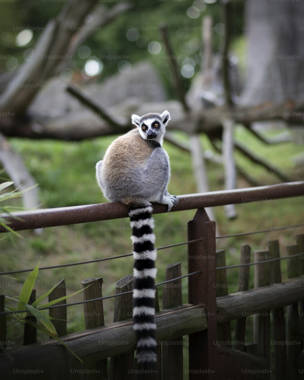 a lemur sitting on top of a wooden fence