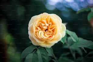 Eine gelbe Rose blüht auf einem Ast