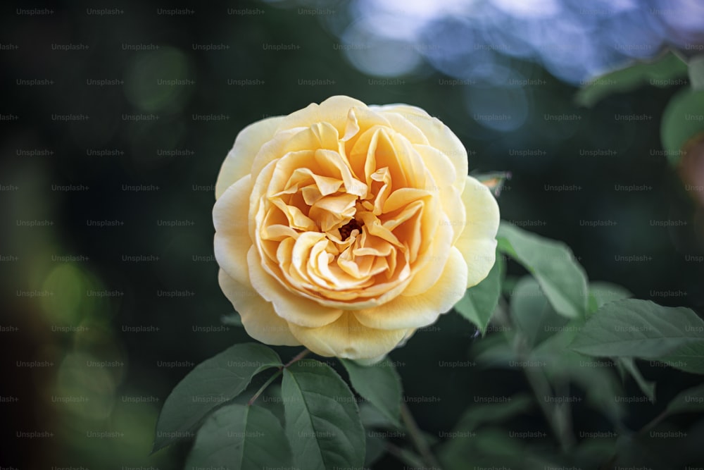 a yellow rose is blooming on a tree branch
