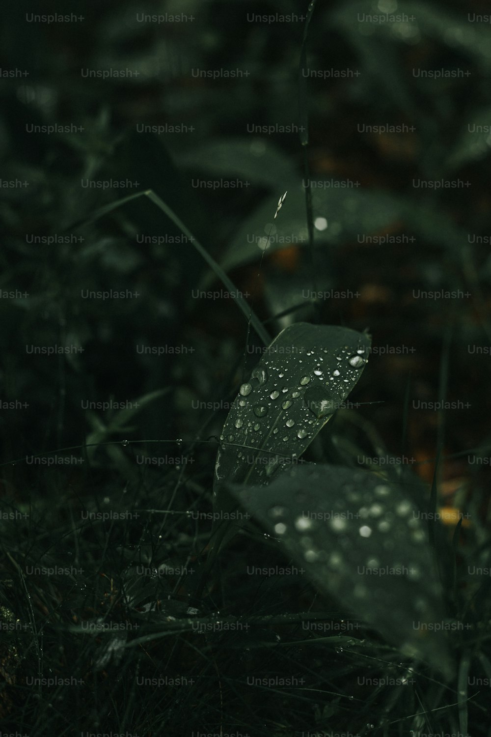 a close up of a leaf with drops of water on it