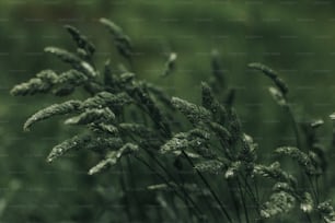 a close up of a plant in a field