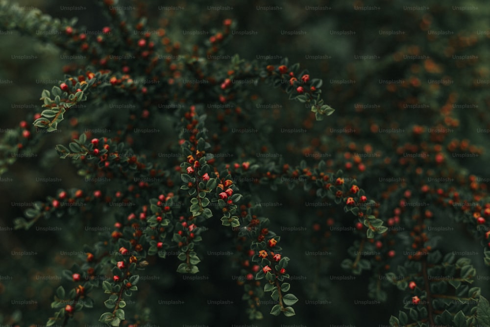 a close up of a tree with red berries on it