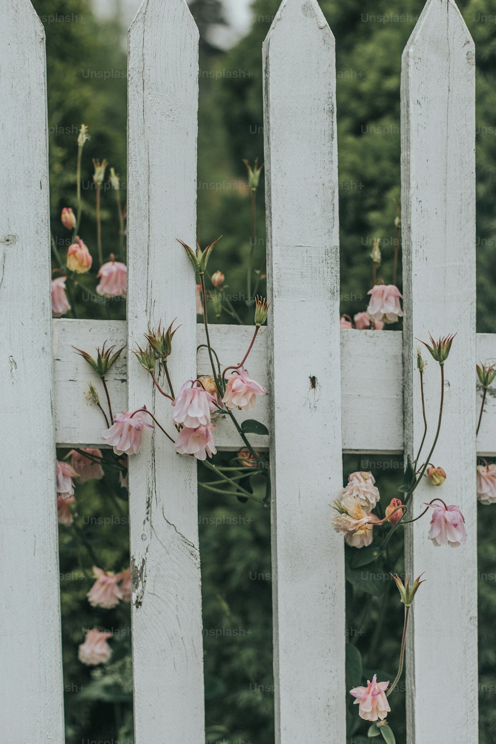 a white picket fence with pink flowers growing on it
