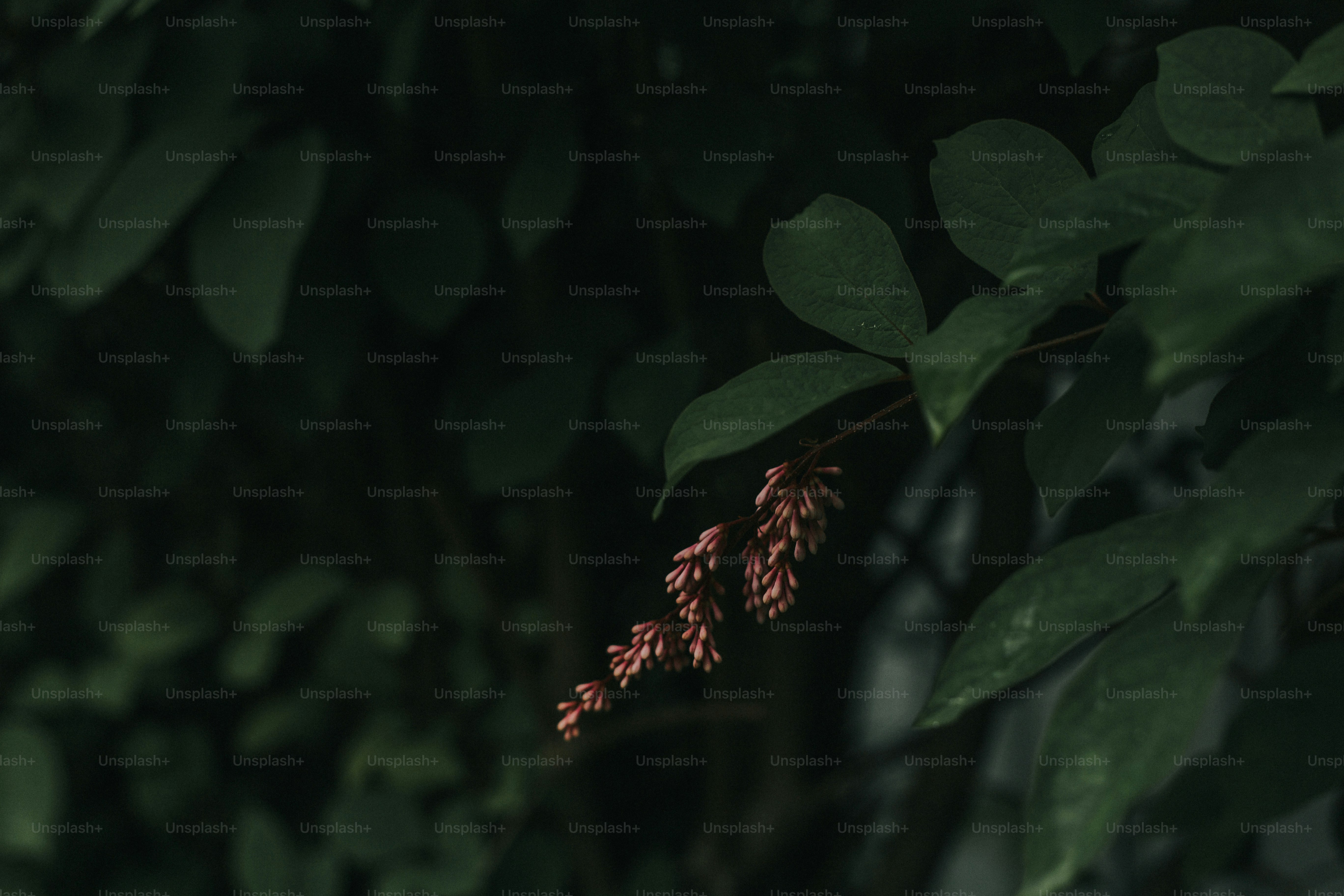 premium_photo-1666726272929-b0e9f14ff563?ixid=M3wxMjA3fDB8MXxzZWFyY2h8NXx8bWVzaXRvdG98ZW58MHx8fHwxNzQ1ODAzOTQwfDA\u0026ixlib=rb-4.0.3