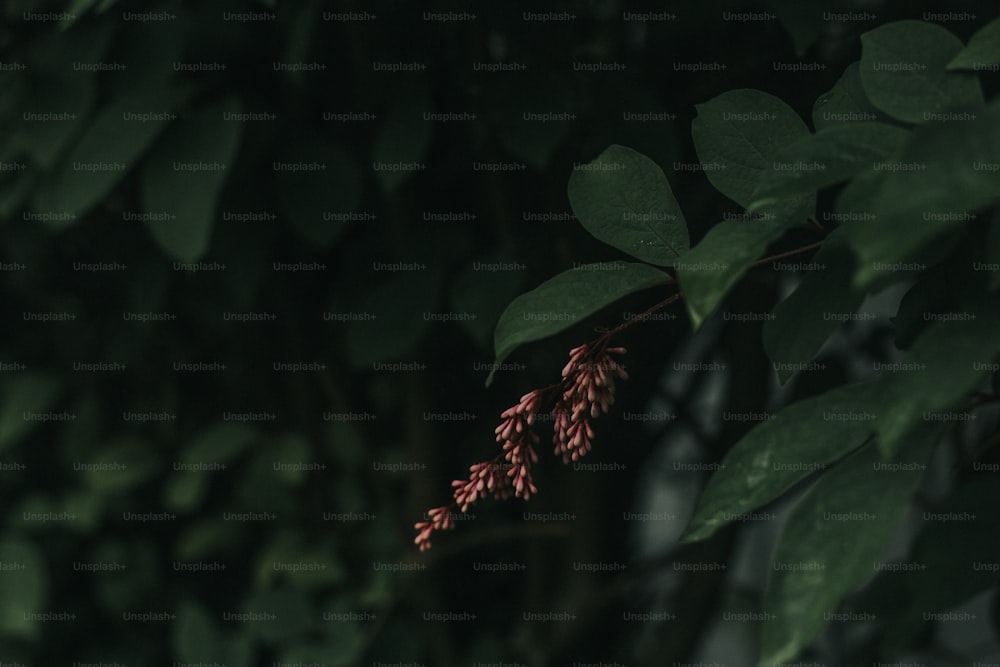 a close up of a plant with red flowers