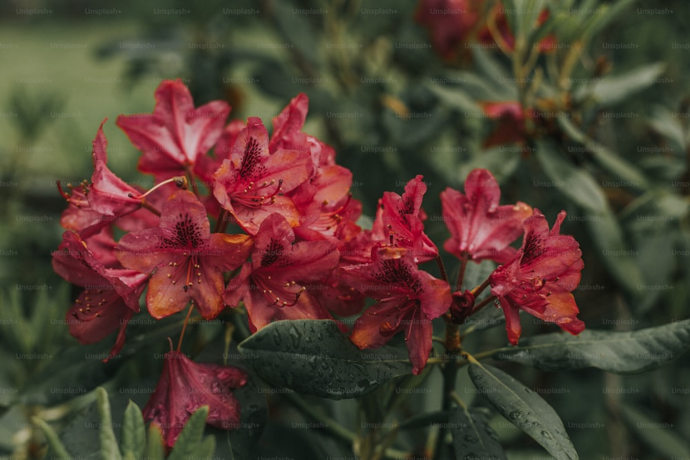 a bunch of red flowers with green leaves