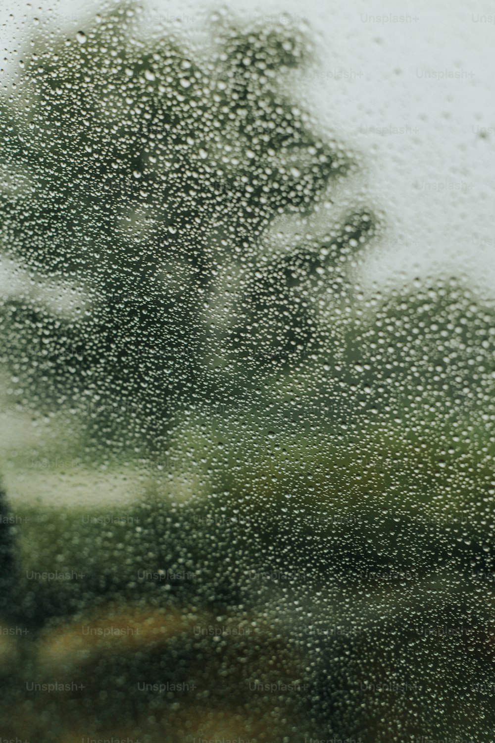 a view of a tree through a rain covered window