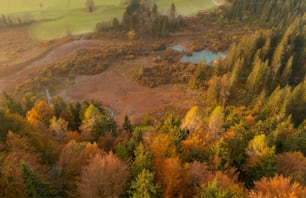 an aerial view of a forest with lots of trees