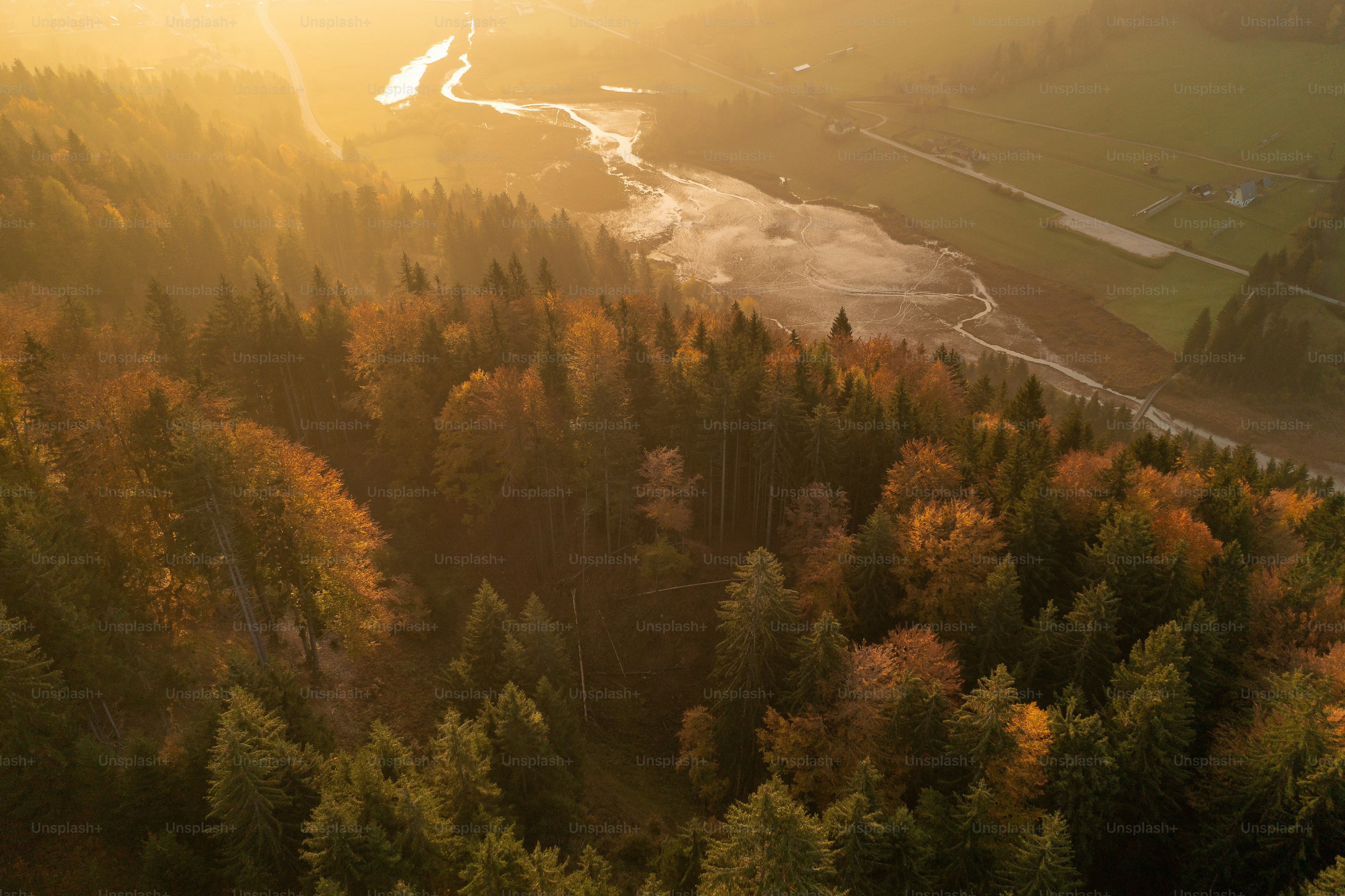 an aerial view of a forest with a river running through it
